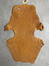 画像1: ケープシール　キャメル　オットセイ革　シールスキン　エキゾチックレザー (1)