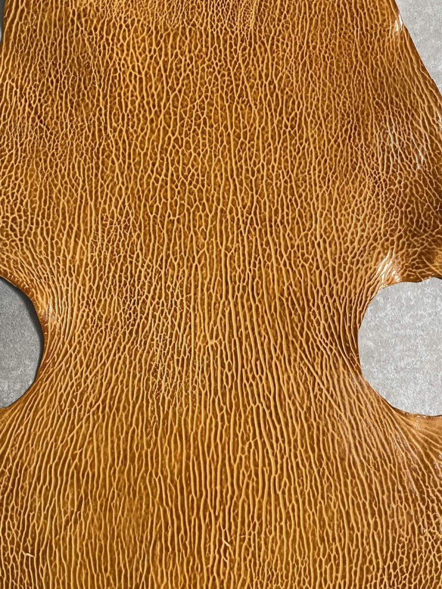 画像2: ケープシール　キャメル　オットセイ革　シールスキン　エキゾチックレザー (2)