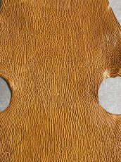 画像2: ケープシール　キャメル　オットセイ革　シールスキン　エキゾチックレザー (2)