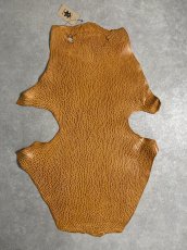 画像1: ケープシール　キャメル　オットセイ革　シールスキン　エキゾチックレザー (1)