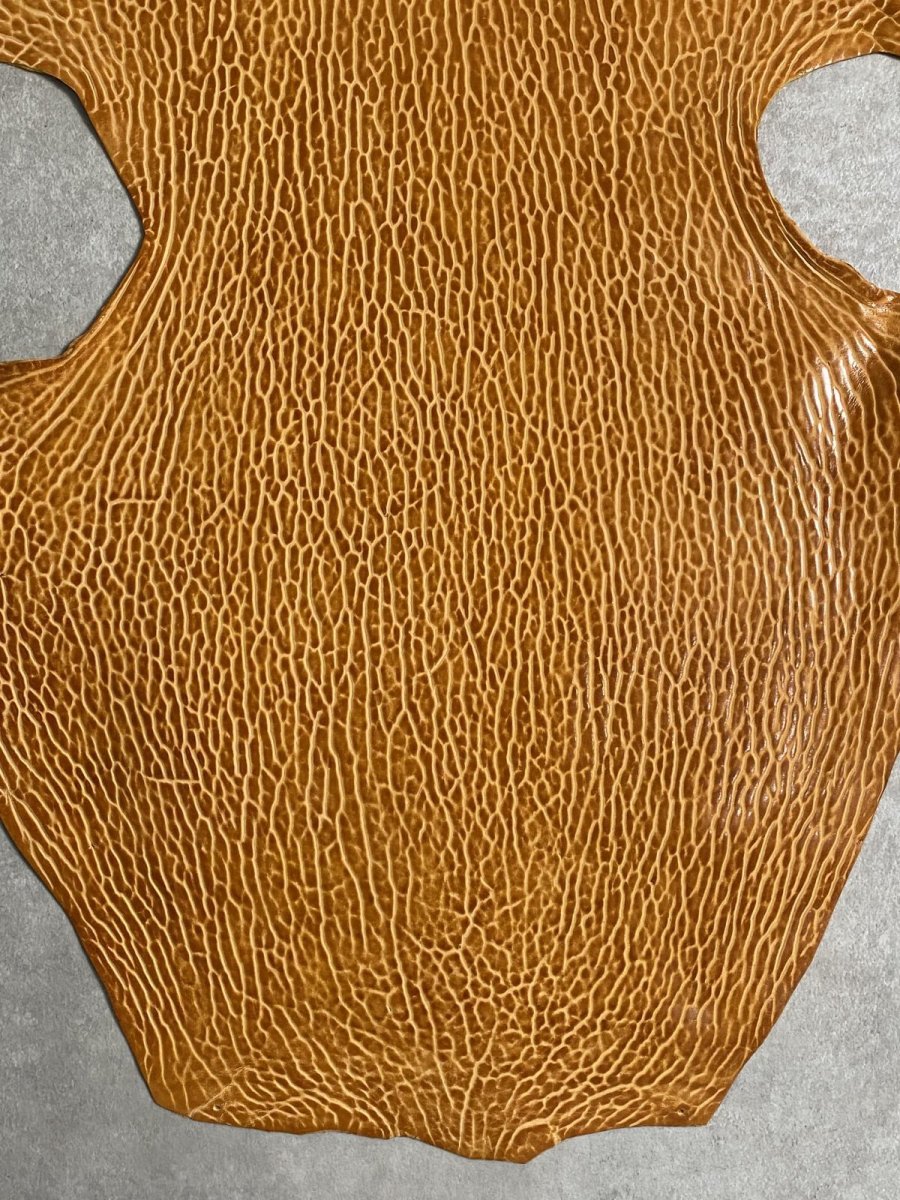 画像3: ケープシール　キャメル　オットセイ革　シールスキン　エキゾチックレザー (3)
