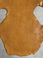 画像4: ケープシール　キャメル　オットセイ革　シールスキン　エキゾチックレザー (4)