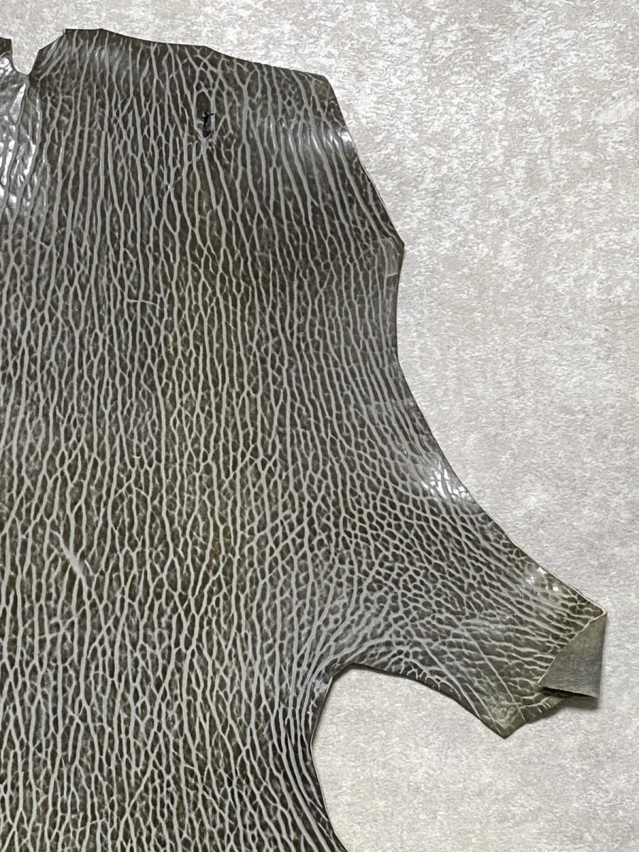 画像3: ケープシール　グレー　オットセイ革　シールスキン　 (3)