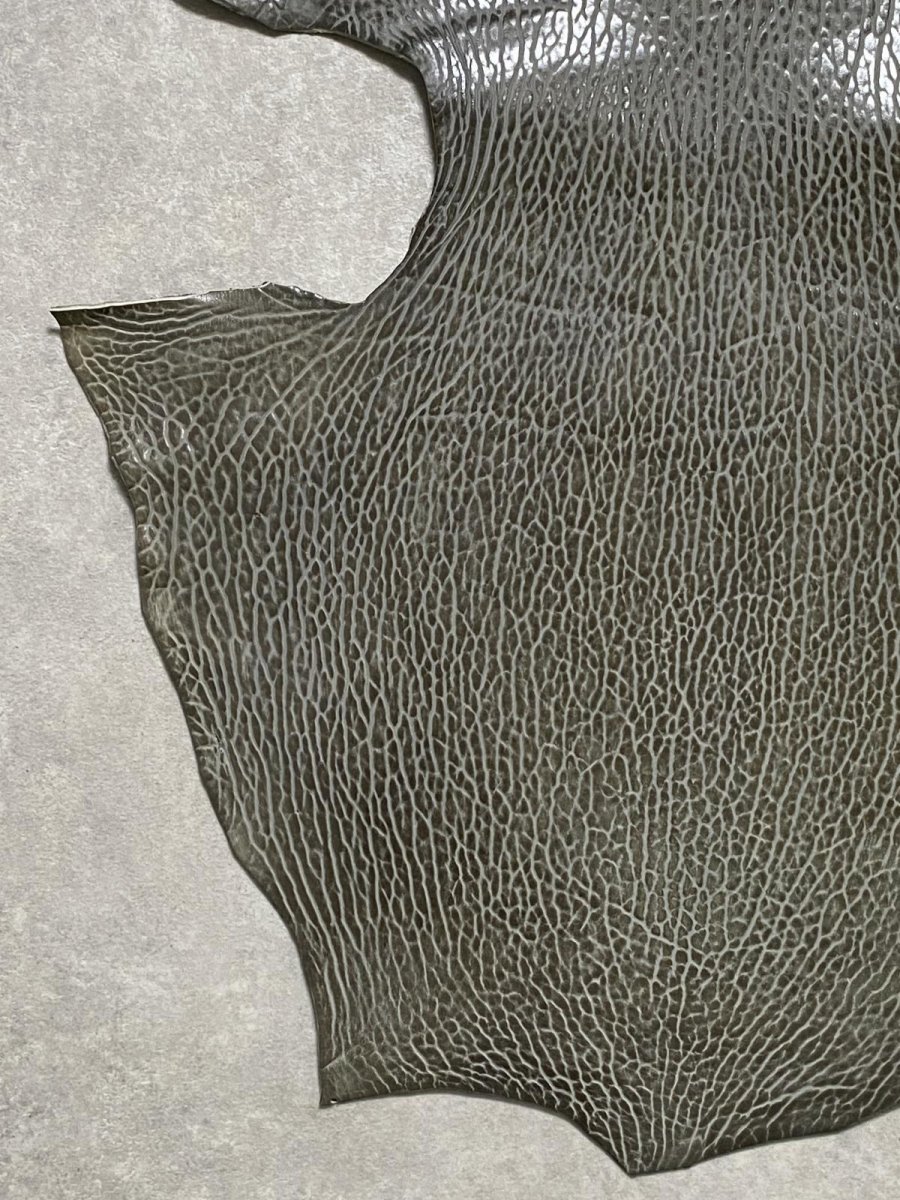 画像4: ケープシール　グレー　オットセイ革　シールスキン　 (4)