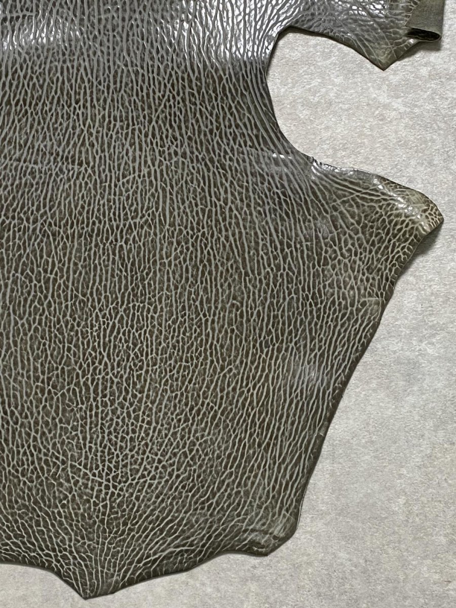 画像5: ケープシール　グレー　オットセイ革　シールスキン　 (5)