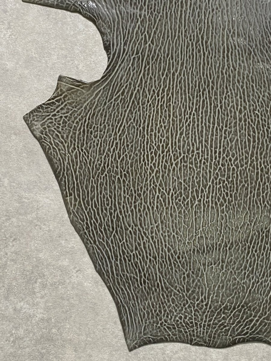 画像4: ケープシール　グレー　オットセイ革　シールスキン　 (4)