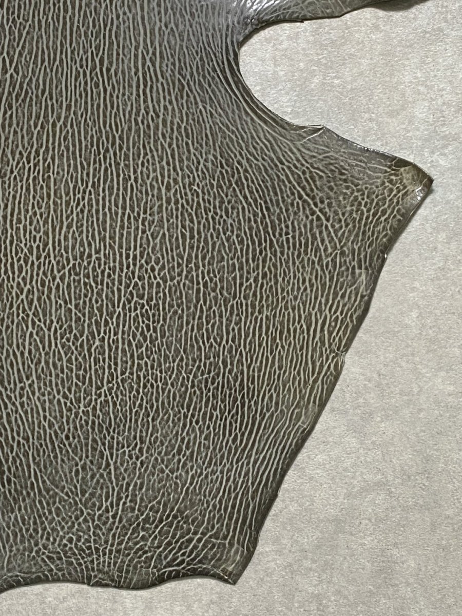 画像5: ケープシール　グレー　オットセイ革　シールスキン　 (5)