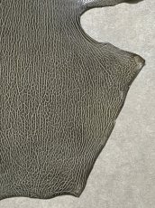 画像5: ケープシール　グレー　オットセイ革　シールスキン　 (5)