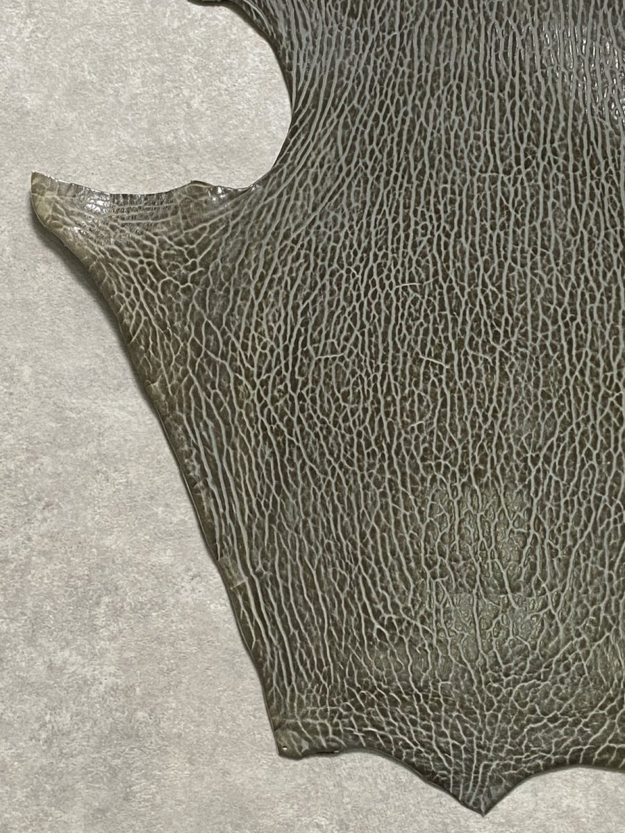 画像4: ケープシール　グレー　オットセイ革　シールスキン　 (4)