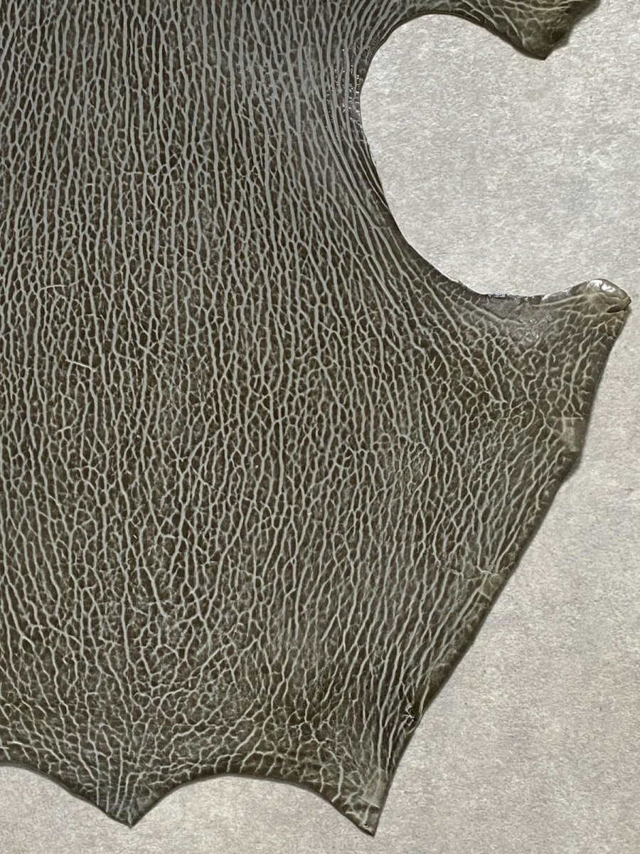 画像5: ケープシール　グレー　オットセイ革　シールスキン　 (5)