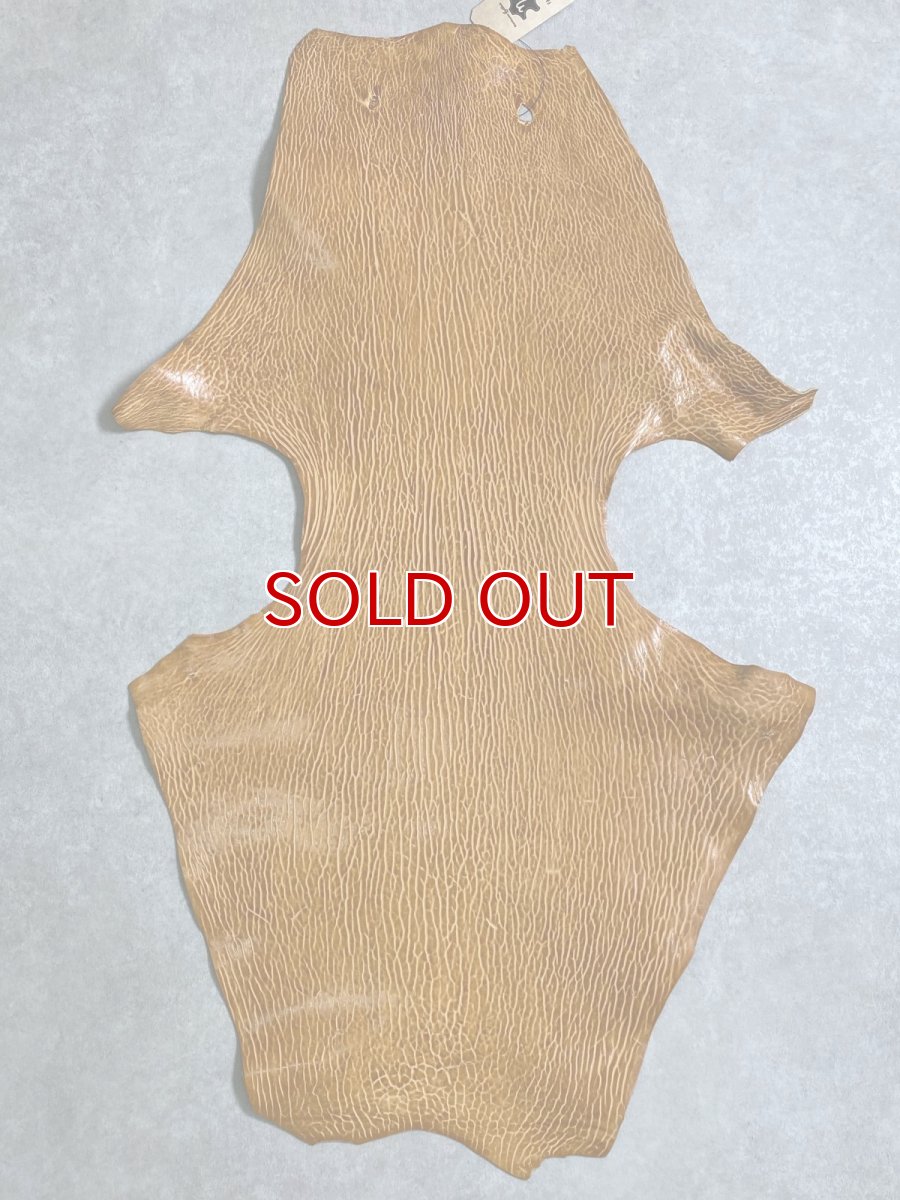 画像1: ケープシール　キャメル　オットセイ革　シールスキン　エキゾチックレザー (1)