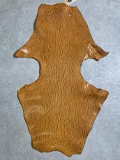 画像1: ケープシール　キャメル　オットセイ革　シールスキン　エキゾチックレザー (1)