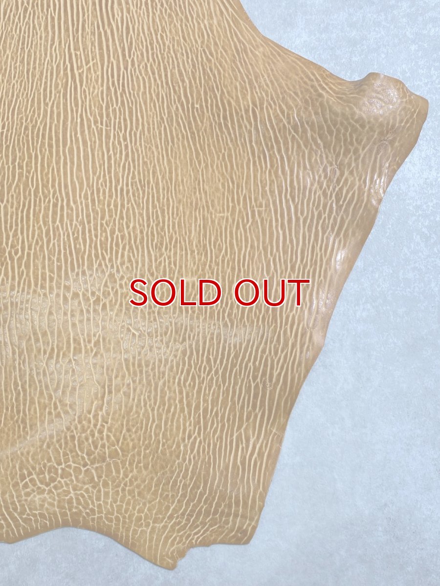 画像5: ケープシール　キャメル　オットセイ革　シールスキン　エキゾチックレザー (5)