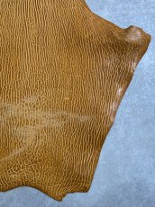 画像5: ケープシール　キャメル　オットセイ革　シールスキン　エキゾチックレザー (5)
