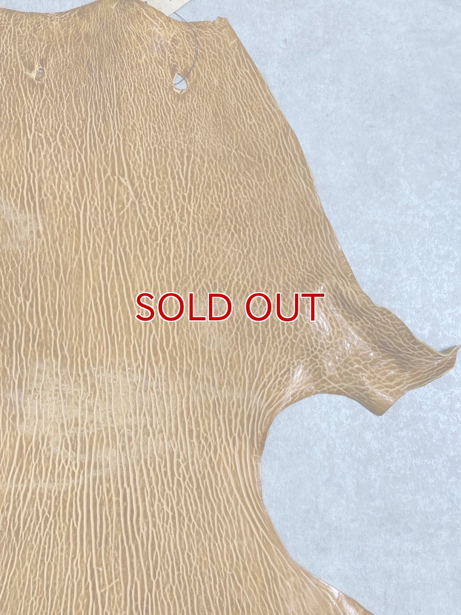 画像3: ケープシール　キャメル　オットセイ革　シールスキン　エキゾチックレザー (3)