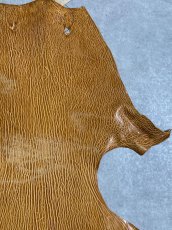 画像3: ケープシール　キャメル　オットセイ革　シールスキン　エキゾチックレザー (3)