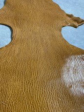 画像6: ケープシール　キャメル　オットセイ革　シールスキン　エキゾチックレザー (6)