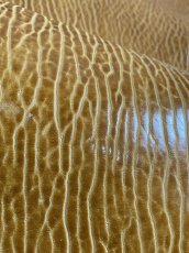 画像7: ケープシール　キャメル　オットセイ革　シールスキン　エキゾチックレザー (7)