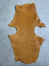 画像1: ケープシール　キャメル　オットセイ革　シールスキン　エキゾチックレザー (1)