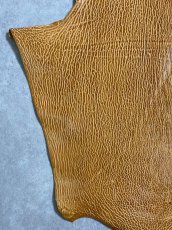 画像4: ケープシール　キャメル　オットセイ革　シールスキン　エキゾチックレザー (4)