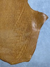 画像5: ケープシール　キャメル　オットセイ革　シールスキン　エキゾチックレザー (5)