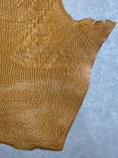 画像5: ケープシール　キャメル　オットセイ革　シールスキン　エキゾチックレザー (5)