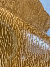 画像7: ケープシール　キャメル　オットセイ革　シールスキン　エキゾチックレザー (7)