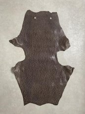 画像1: ケープシール　ニコチン　オットセイ革　シールスキン　エキゾチックレザー (1)