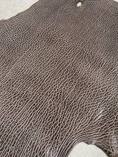 画像5: ケープシール　ニコチン　オットセイ革　シールスキン　エキゾチックレザー (5)