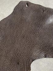 画像5: ケープシール　ニコチン　オットセイ革　シールスキン　エキゾチックレザー (5)