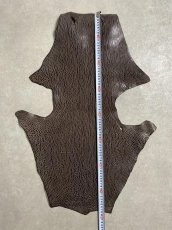 画像7: ケープシール　ニコチン　オットセイ革　シールスキン　エキゾチックレザー (7)