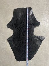 画像7: ケープシール　ブラック　オットセイ革　シールスキン (7)