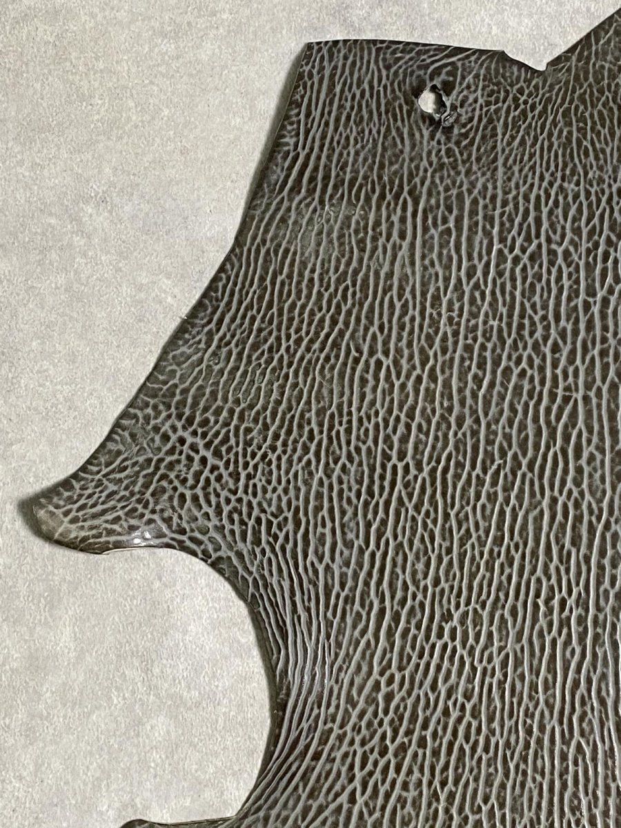 画像2: ケープシール　グレー　オットセイ革　シールスキン　 (2)