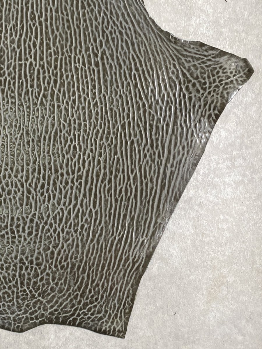 画像5: ケープシール　グレー　オットセイ革　シールスキン　 (5)