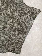 画像5: ケープシール　グレー　オットセイ革　シールスキン　 (5)