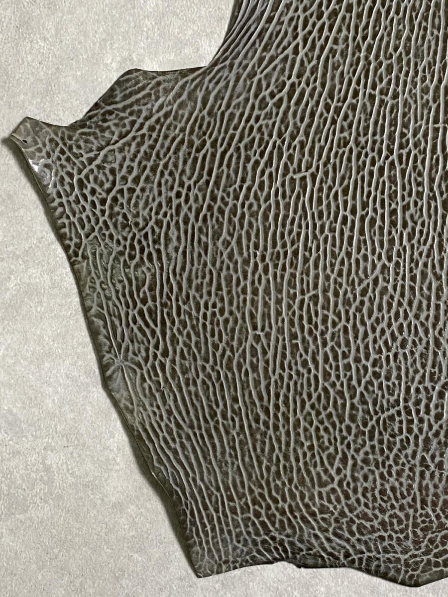 画像4: ケープシール　グレー　オットセイ革　シールスキン　 (4)