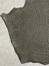 画像4: ケープシール　グレー　オットセイ革　シールスキン　 (4)