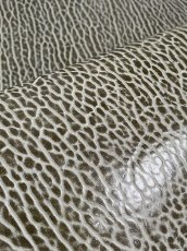 画像7: ケープシール　グレー　オットセイ革　シールスキン　 (7)