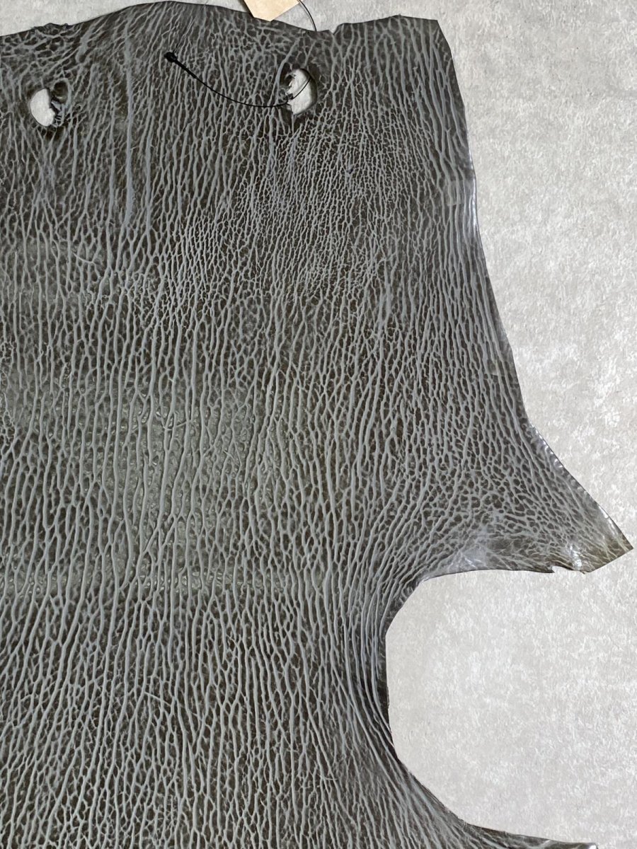 画像3: ケープシール　グレー　オットセイ革　シールスキン　 (3)