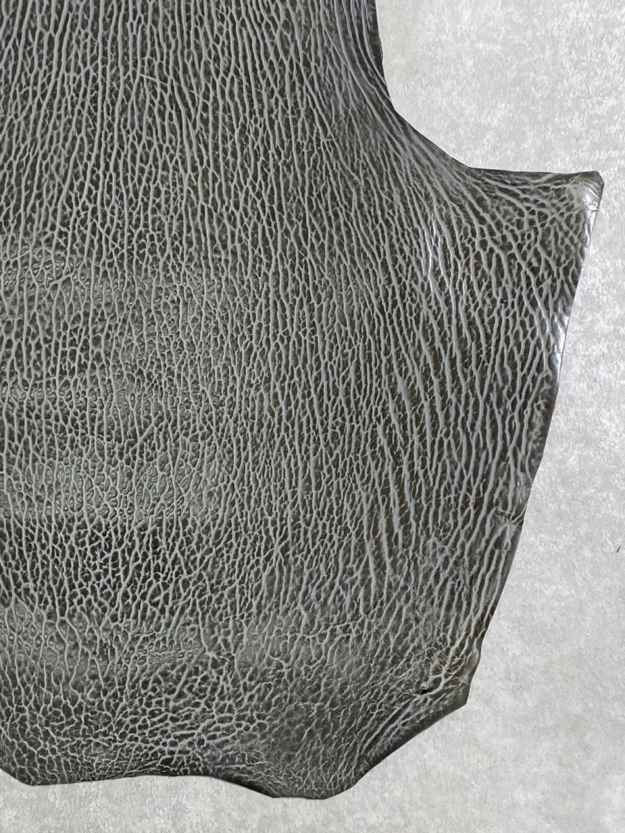 画像5: ケープシール　グレー　オットセイ革　シールスキン　 (5)