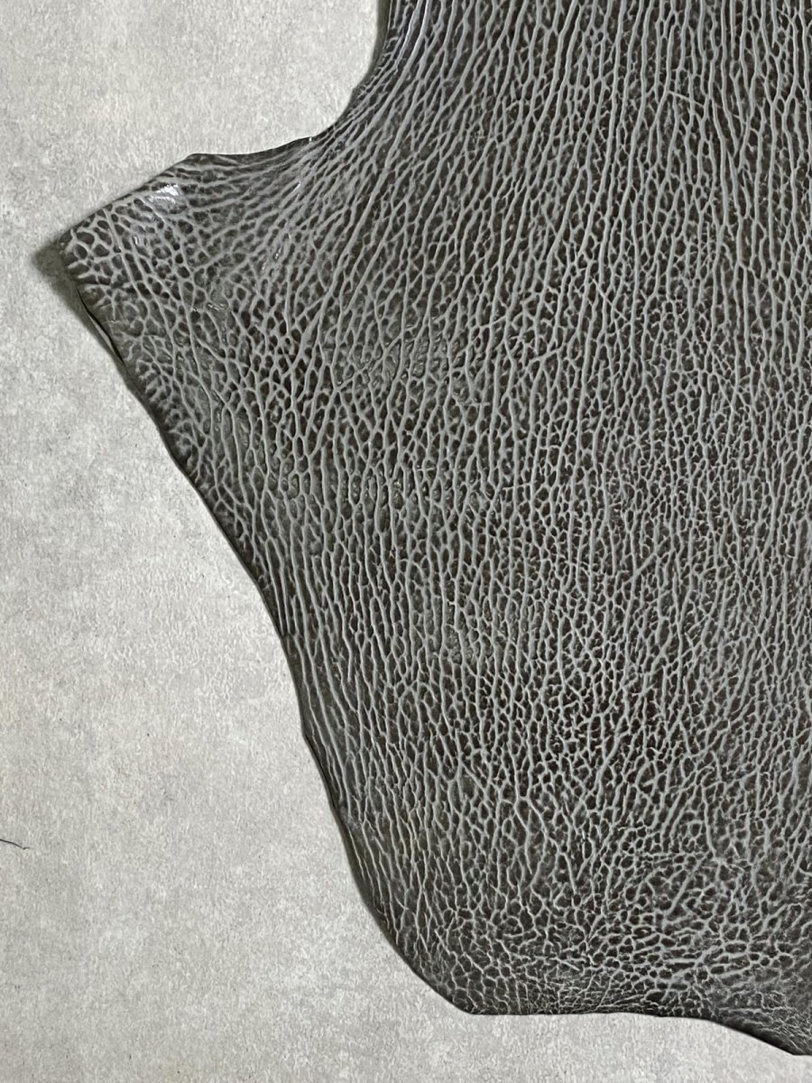 画像4: ケープシール　グレー　オットセイ革　シールスキン　 (4)