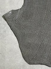 画像4: ケープシール　グレー　オットセイ革　シールスキン　 (4)