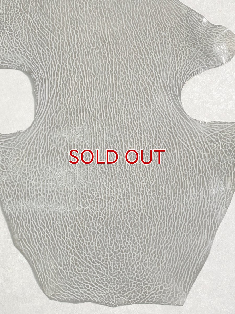 画像4: ケープシール　グレー　オットセイ革　シールスキン　 (4)