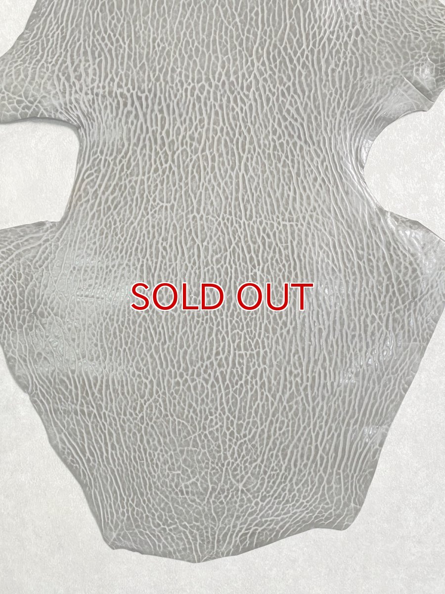 画像4: ケープシール　グレー　オットセイ革　シールスキン　 (4)