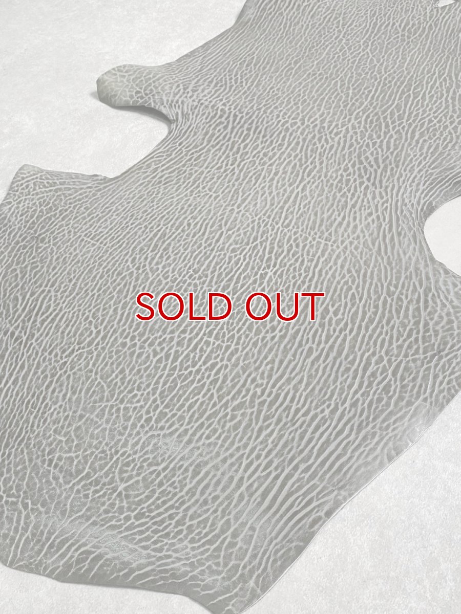 画像6: ケープシール　グレー　オットセイ革　シールスキン　 (6)