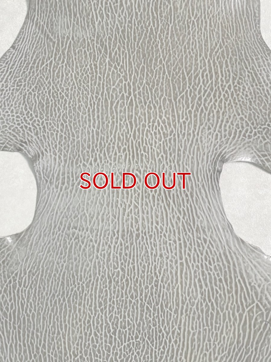 画像2: ケープシール グレー オットセイ革 シールスキン  (2)