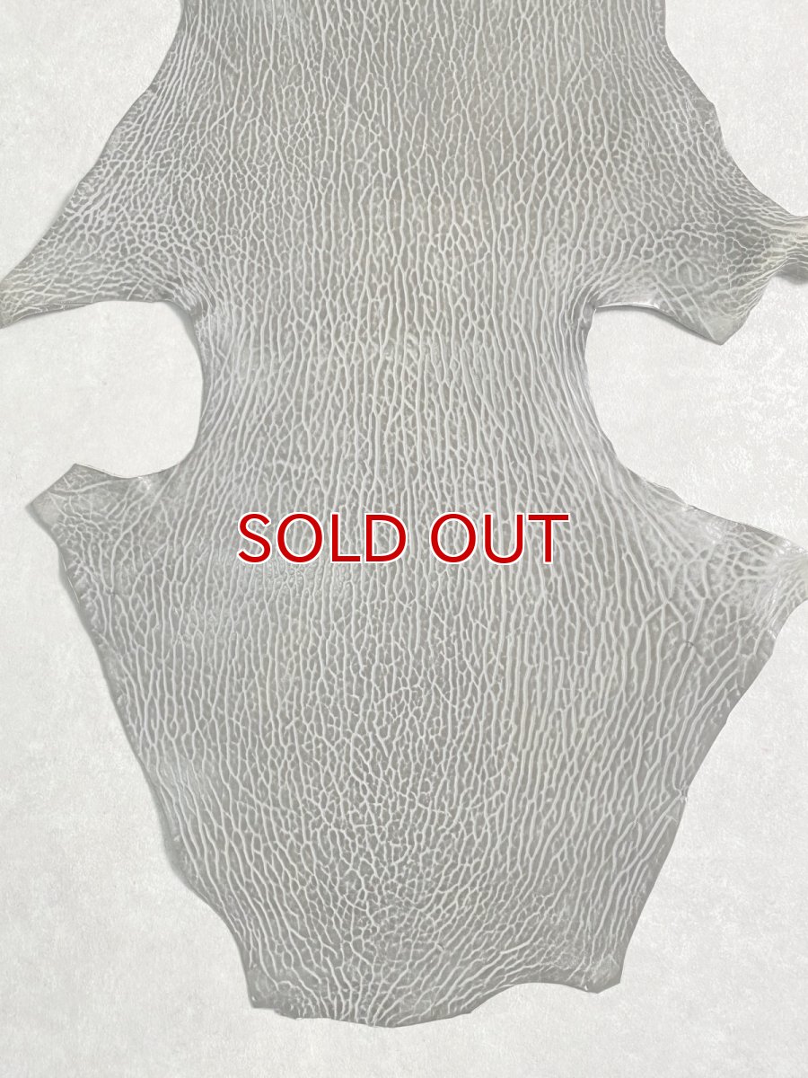 画像4: ケープシール グレー オットセイ革 シールスキン  (4)