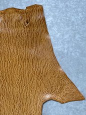 画像3: ケープシール　キャメル　オットセイ革　シールスキン　エキゾチックレザー (3)