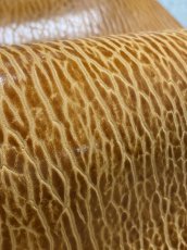 画像7: ケープシール　キャメル　オットセイ革　シールスキン　エキゾチックレザー (7)