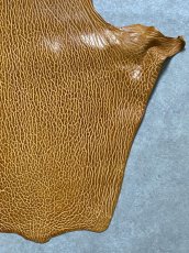 画像5: ケープシール　キャメル　オットセイ革　シールスキン　エキゾチックレザー (5)